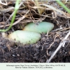 melanargia russiae azerbaijan pupa 2